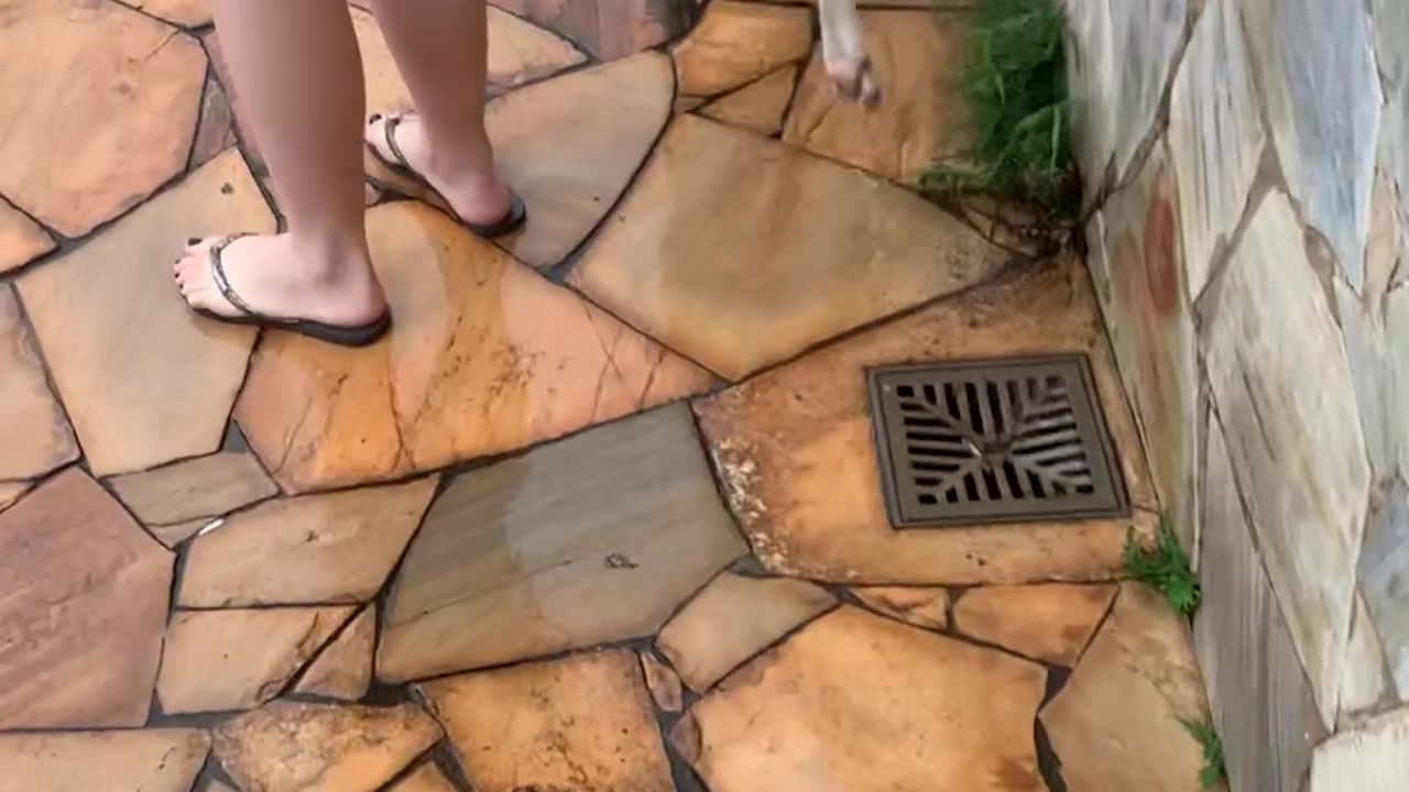 Unsuspecting Pup Walks Straight Into Pool