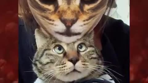 Cats reaction to cat filter