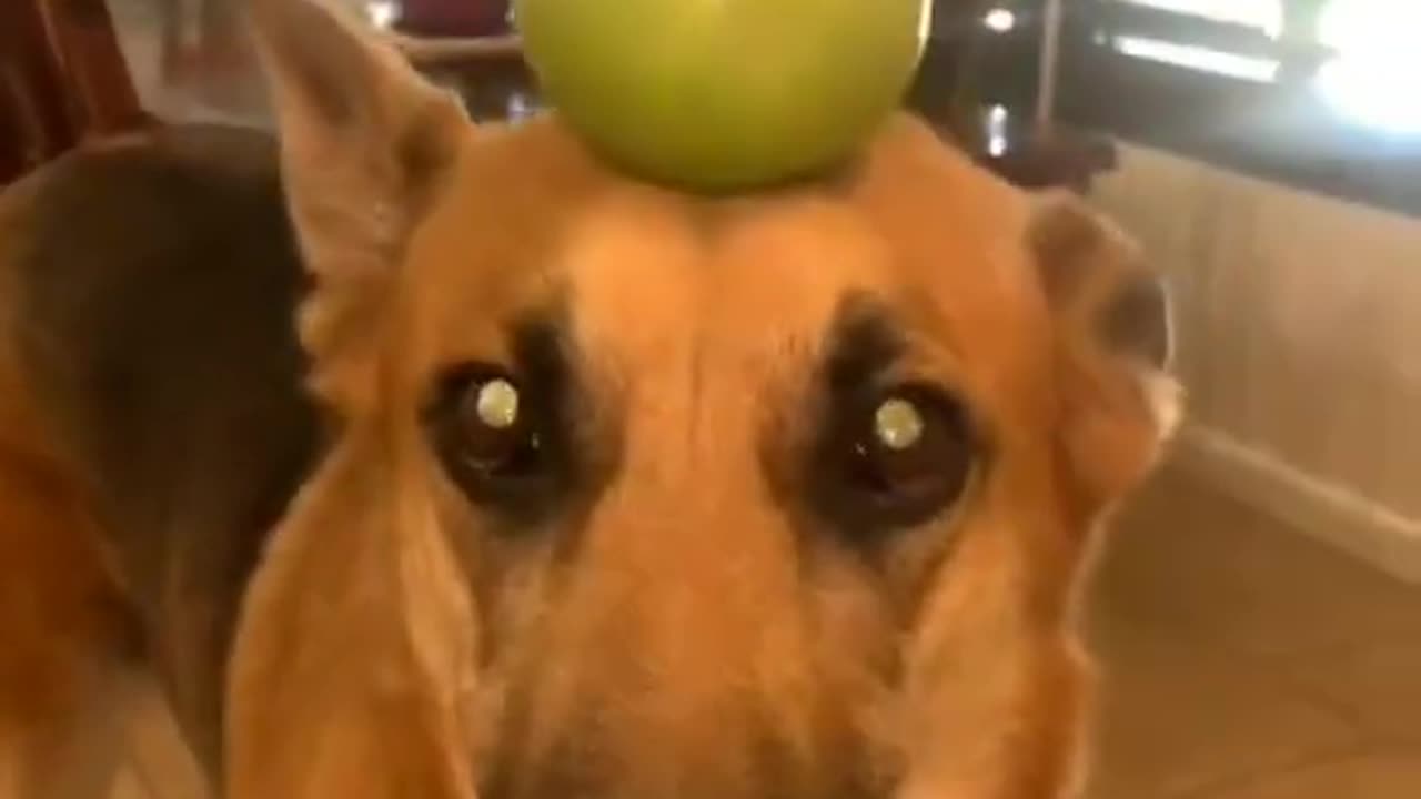 🤣 Funny animals🤣 ‖ short compilation