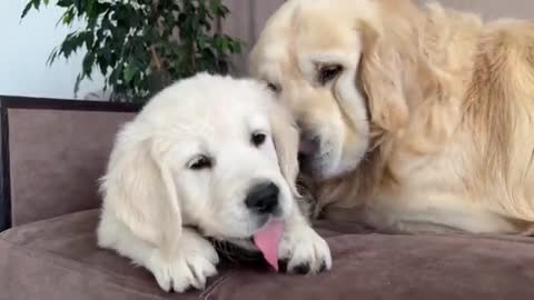 How a Puppy and a Golden Retriever Fight Against Sleep