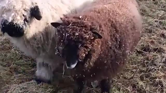 Sheep thinks he is a dog after growing up with one - Daily Mail