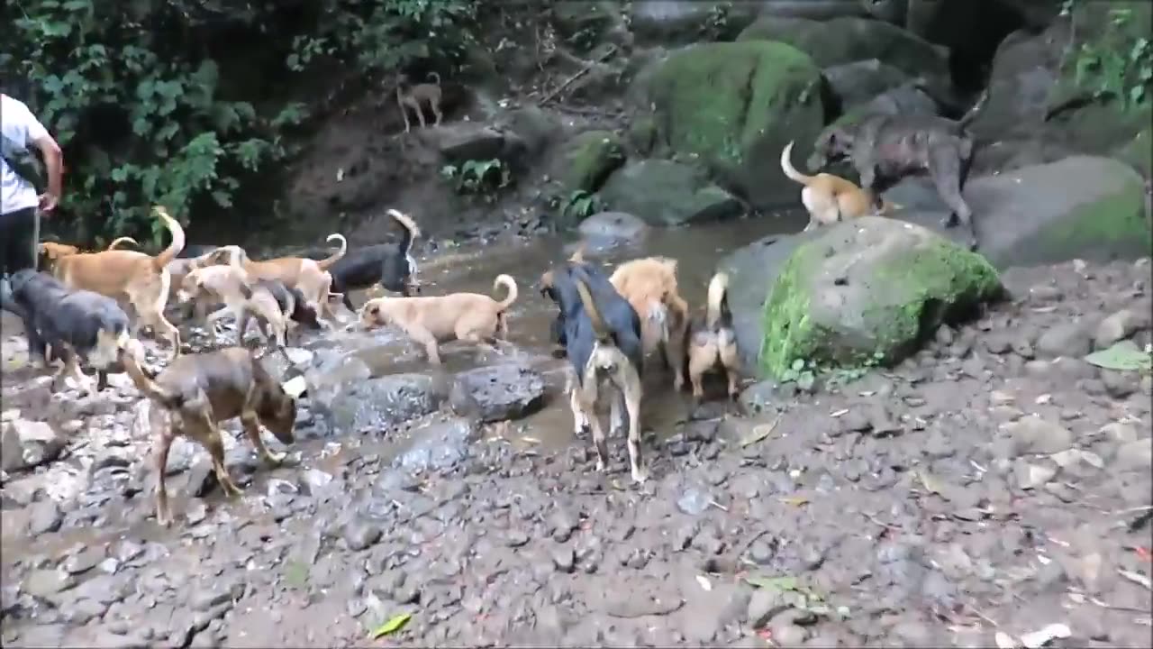 Territorio de Zaguates "Land of The Strays" Dog Rescue Ranch Sanctuary in Costa Rica