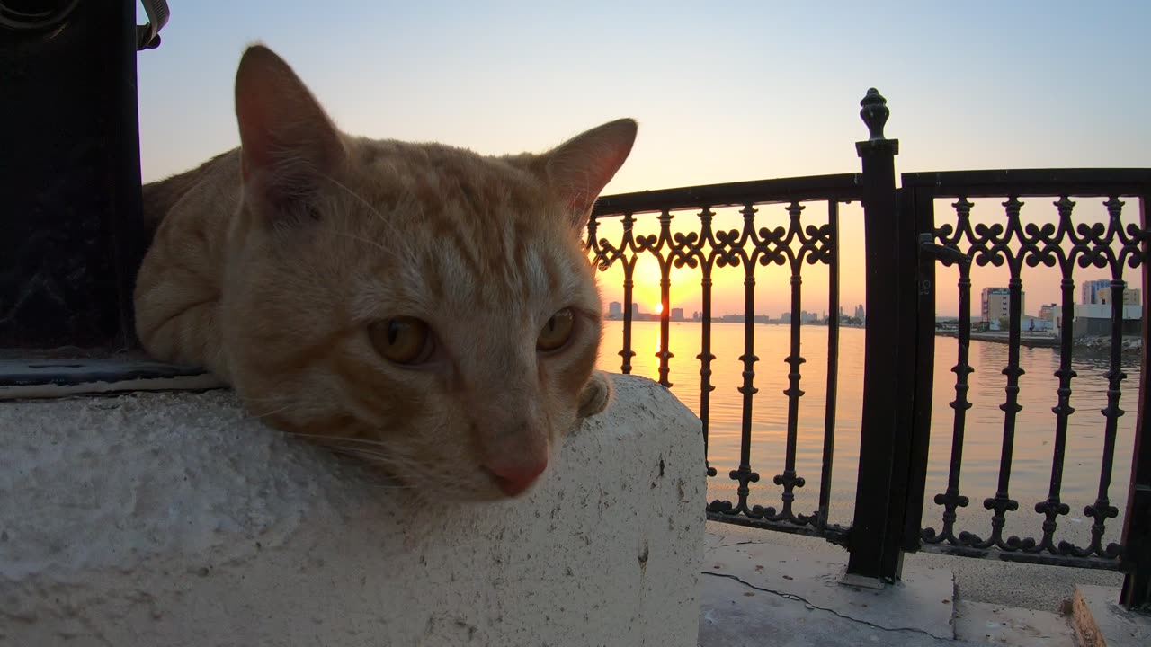 ED SHEERAN - Homeless cat in Ras Al Khaimah, UAE #cat #cats #EdSheeran #emirates #pet #ae #UAE #pets