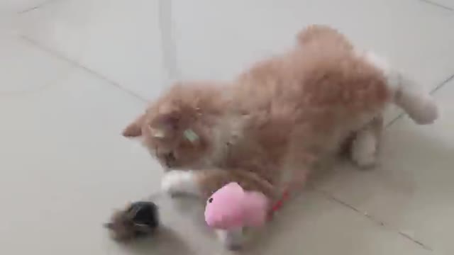 Funniest Animal of 2022 π Fun with Cats and Dogs πΊπΆ Part 1