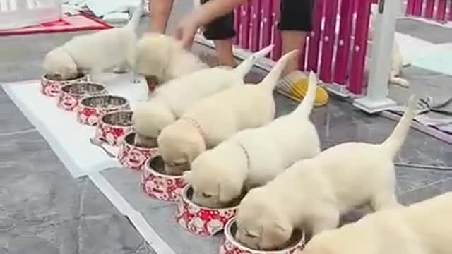 Baby Animals