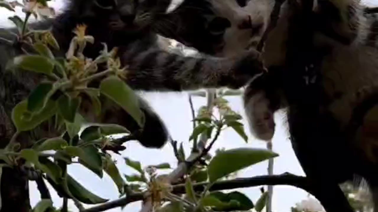 Whisker Wonderland: Cats Playfully Conquer the Tree