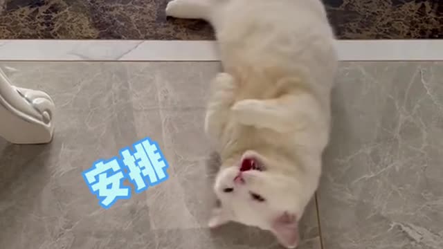 I also want to see what your cat looks like.