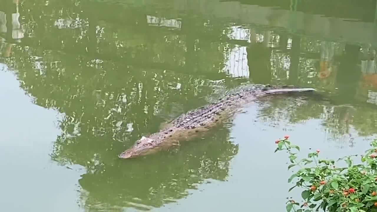 The crocodile