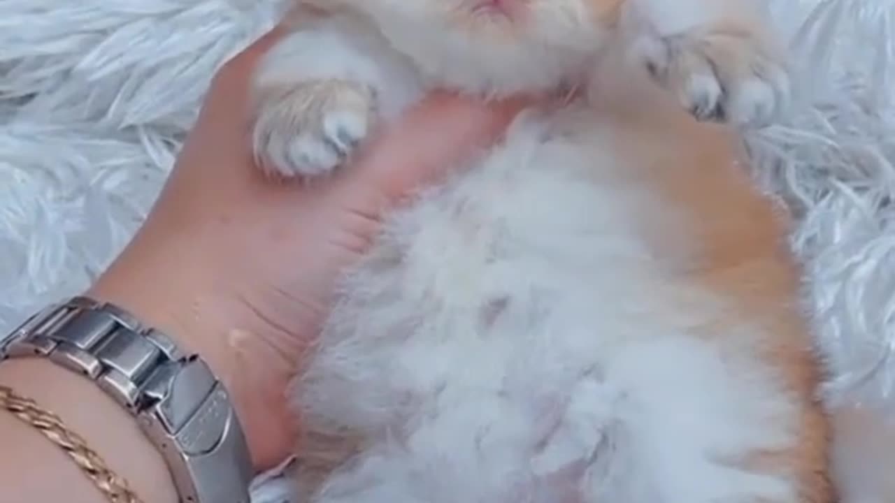 Adorable Baby Cat: The Cutest Thing You'll See All Day