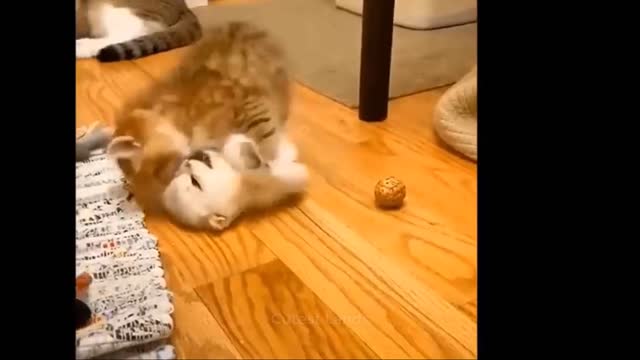 Aww! Funny and cute Pets Video that Will 100% Make your Day 😍❤️️