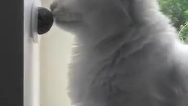 Avatar image Cute cat Baby cat Video of cat lovely pet Compilation Lovely cat