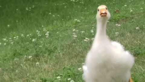 Happiness is a Gosling recognizing you, and running excitedly towards you. His name is Sam btw :)