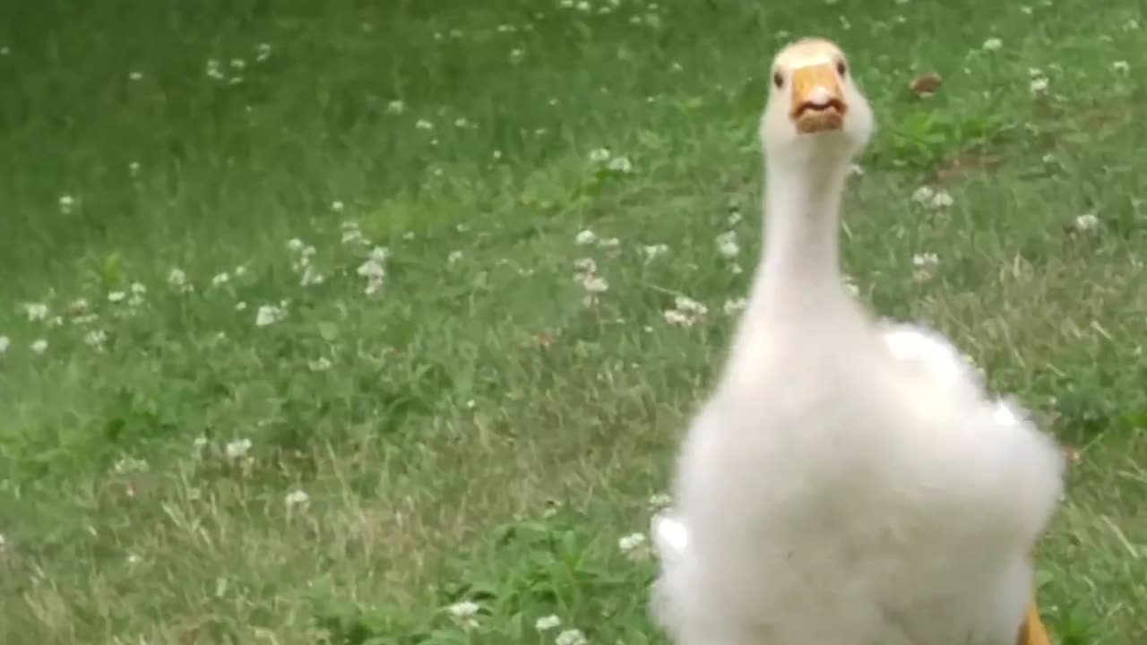 Happiness is a Gosling recognizing you, and running excitedly towards you. His name is Sam btw :)