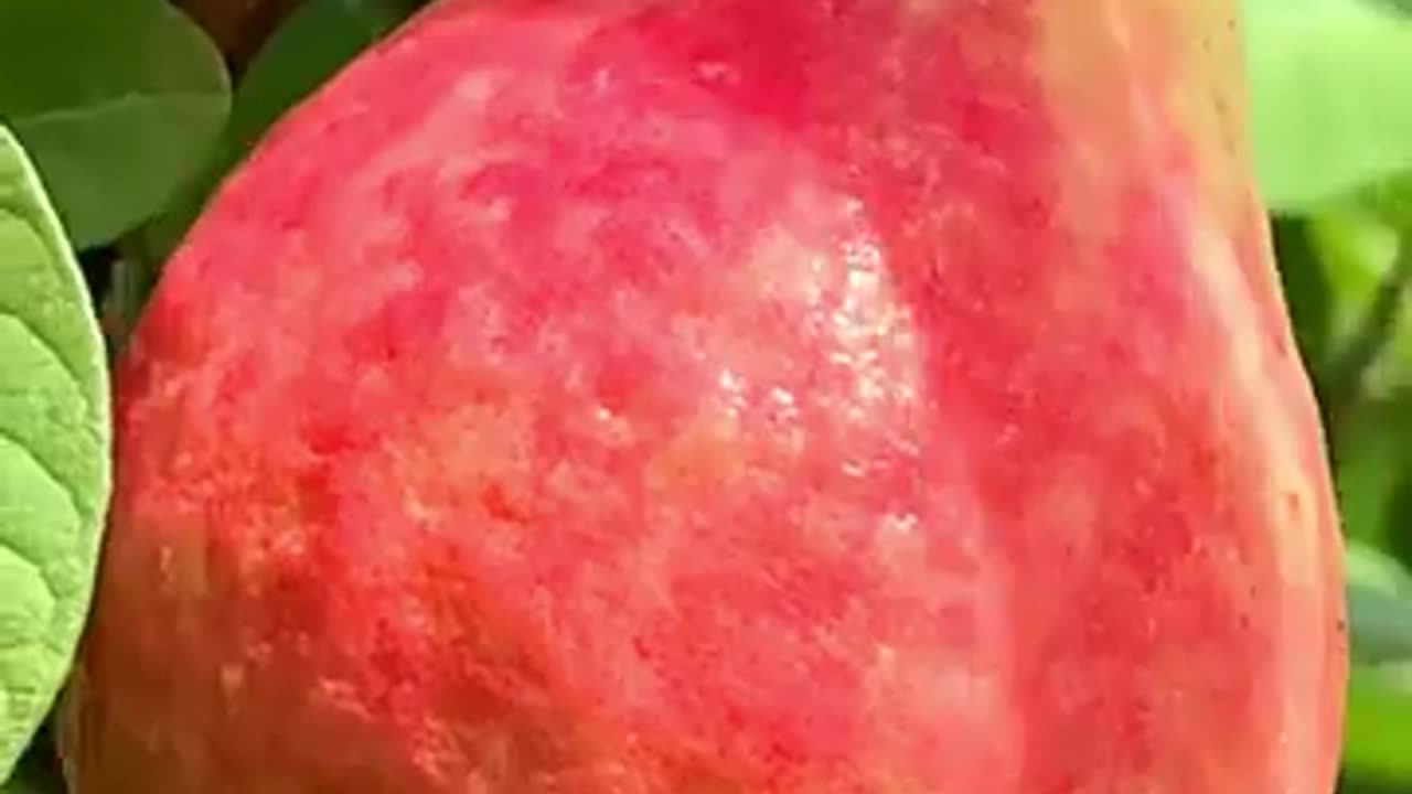 Fresh Guavas farm! #fruitgarden #farming
