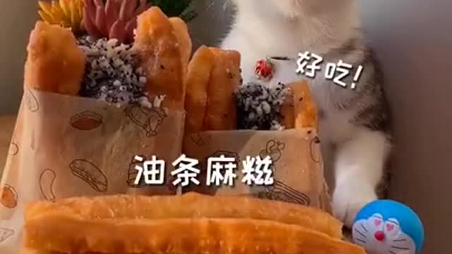 Smart Cats funny compilation cooking cats Tik Tok Cats funny 187