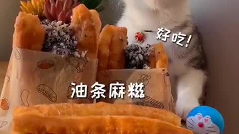 Smart Cats funny compilation cooking cats Tik Tok Cats funny 187