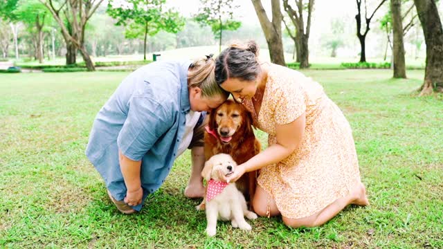 Funniest & Cutest Golden Retriever Puppies - Funny Puppy Videos 2022