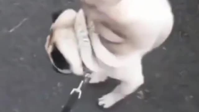 Cute Pug Demonstrates Funny Way of Peeing