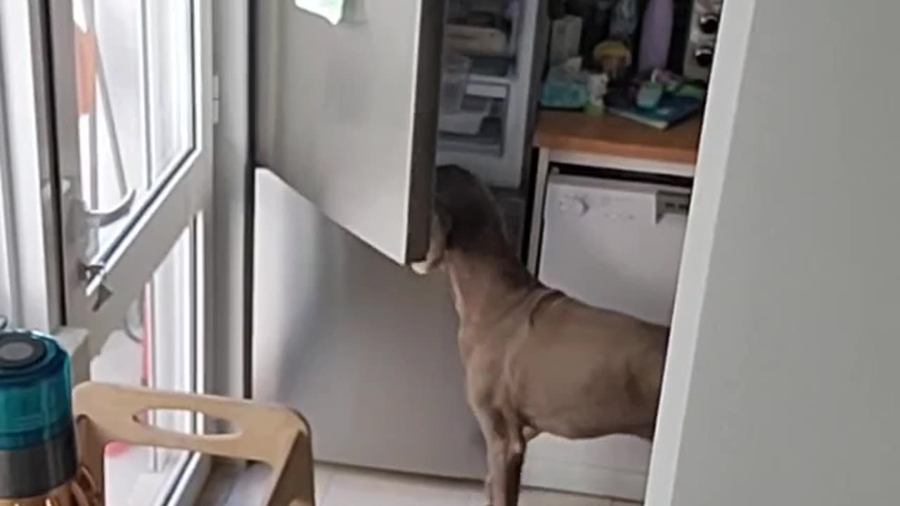 Dogs Steal Food From the Fridge