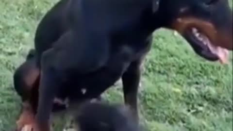 funny dog and monkey