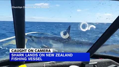 Shark jumps aboard New Zealand fishermen's boat