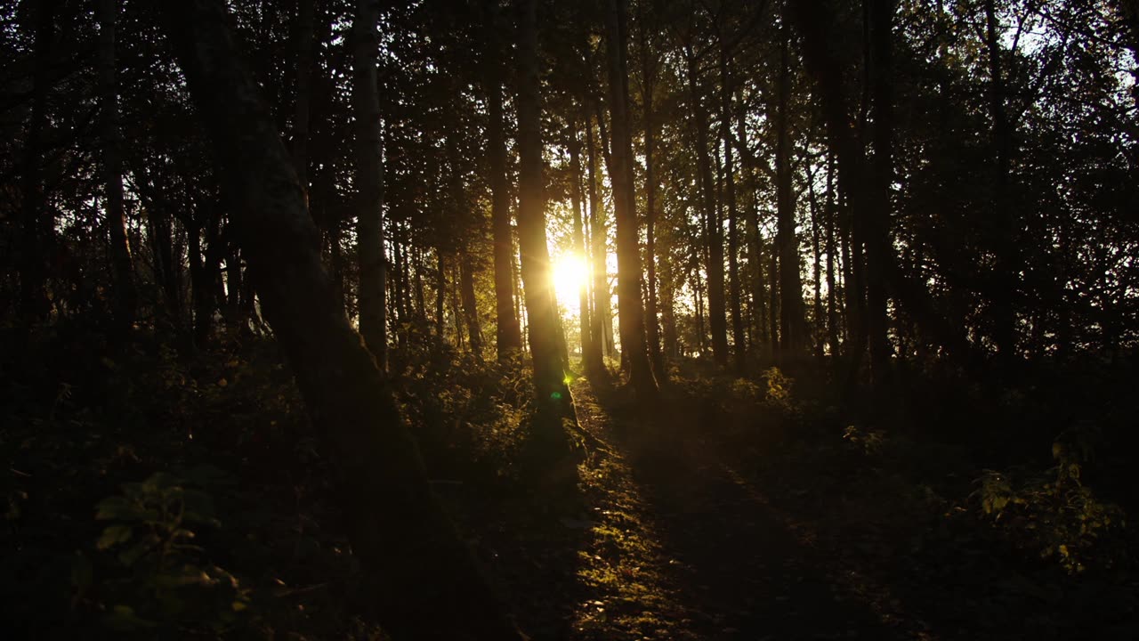 Natural peace in jungle