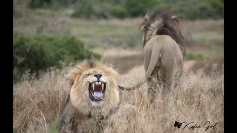 A Lion Encounter at Fire Base