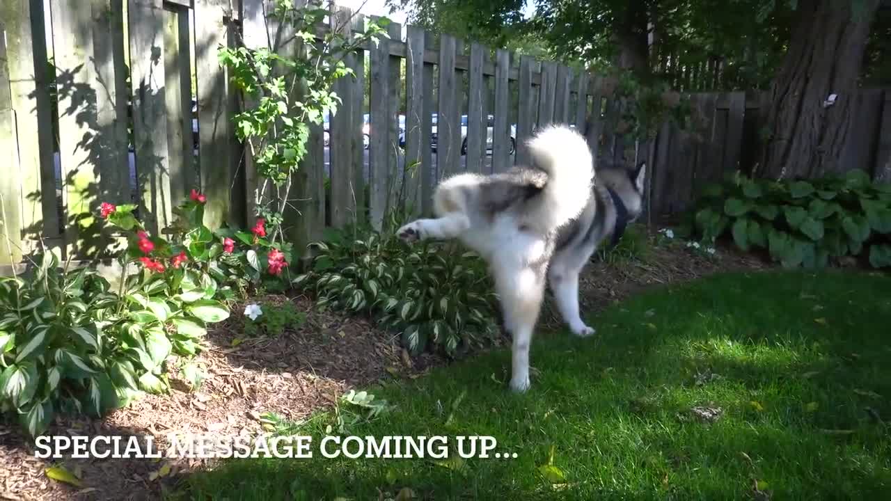 Don't mess with an Alaskan Malamute...