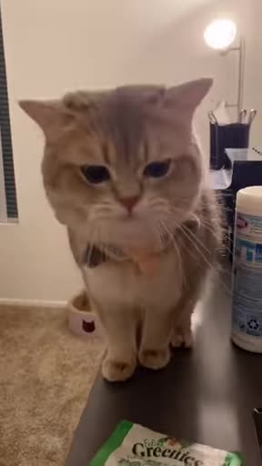 Mom, where is my fish #cute #cat #cutecat #cuteanimals