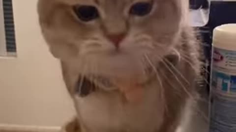 Mom, where is my fish #cute #cat #cutecat #cuteanimals
