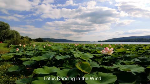 Lotus Dancing in the Wind-Relaxing Videos