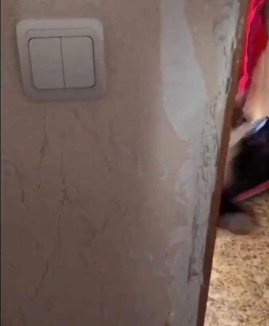 See how the cat scared the lady Hahaha🤣