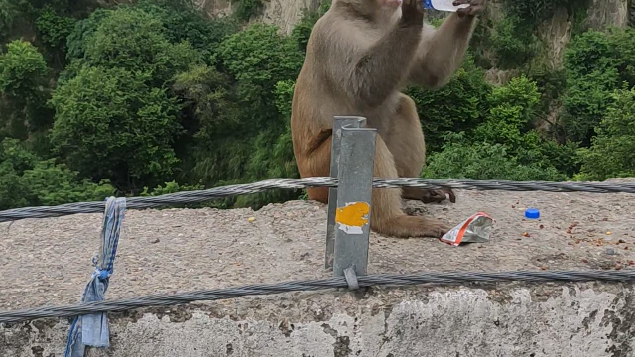 Funny monkey drinking water