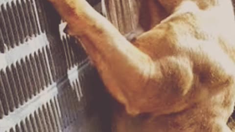 Pitbull dog dangerous video