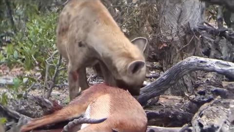 Hyena take down impala