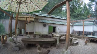 Bobcat Caught Sneaking in to Stalk Chickens