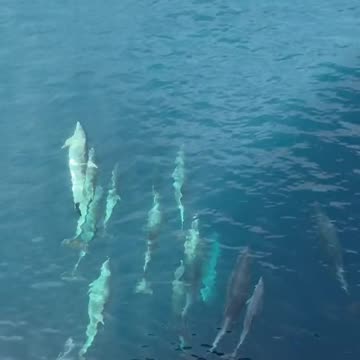 DOLPHINS ENTERTAIN