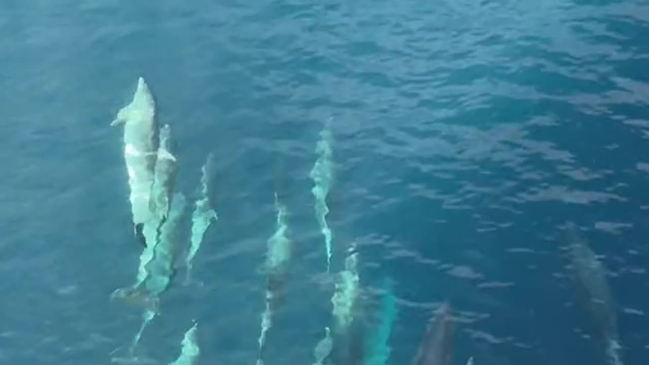 DOLPHINS ENTERTAIN