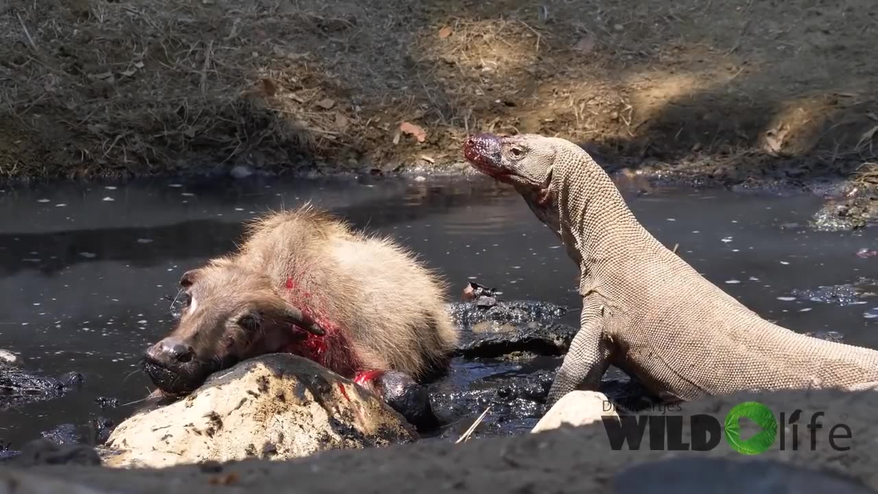 Komodo Dragon attack