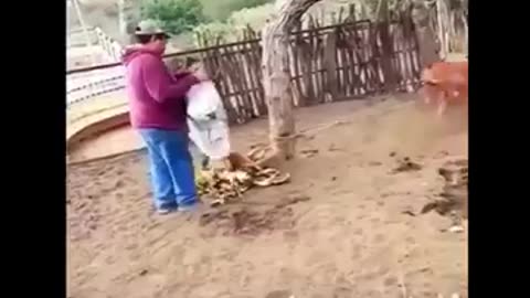 Funny Animals Reactions