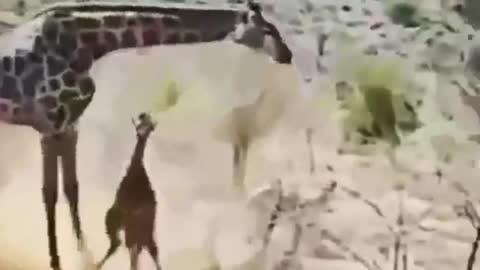 🔥 Mother giraffe runs in to defend her kid after they get taken down by a pair of lions.