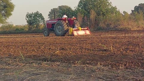 Ghuman zari farm Gujrat Pakistan 🇵🇰