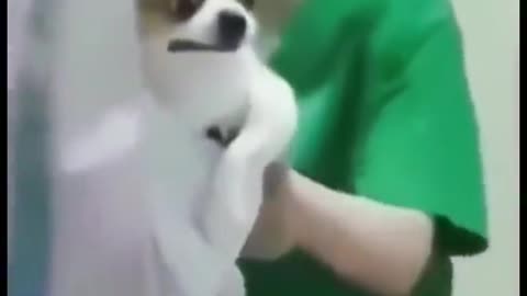 Animal reaction after 💉💉 #animal #cutepuppy #rumble #viralvedio #shorts