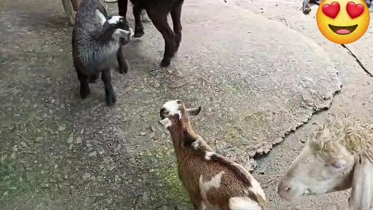 Beautiful animals