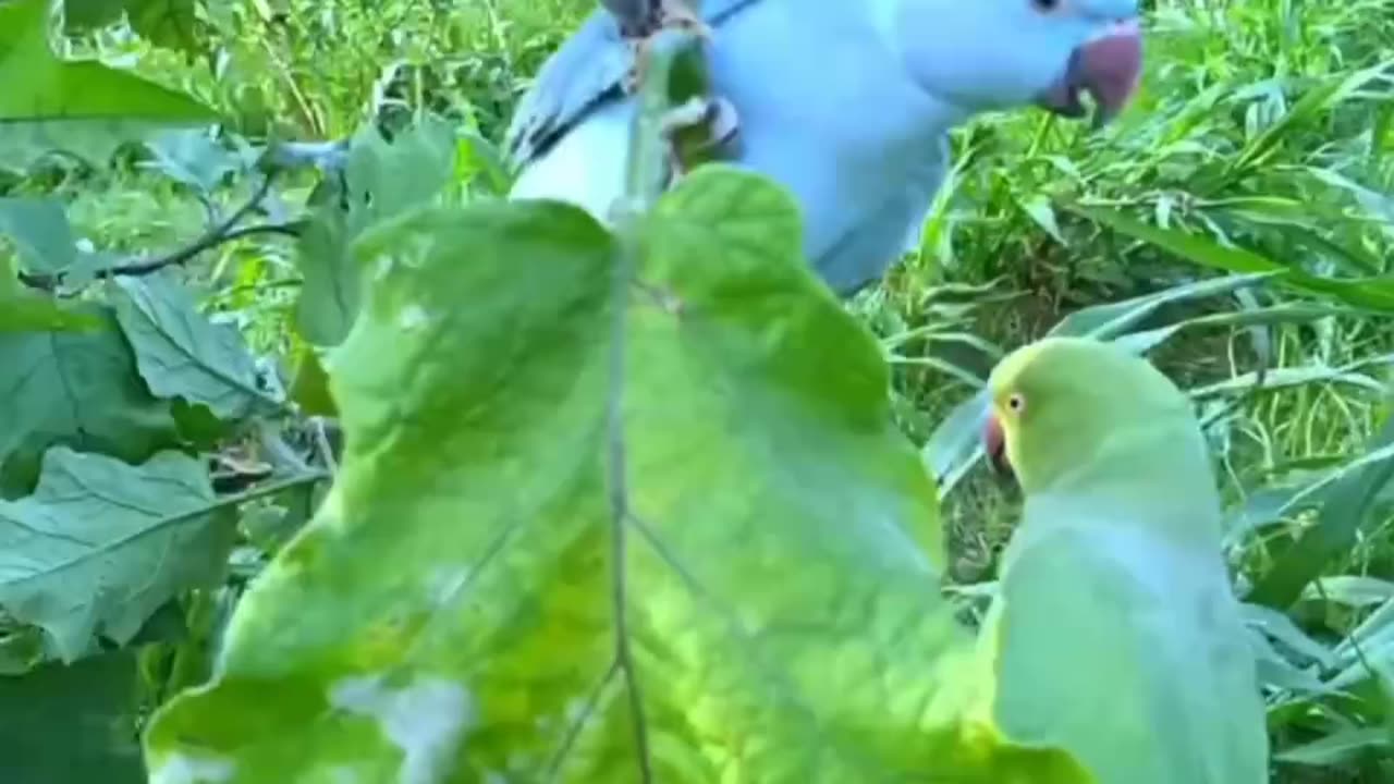 Amazing and Unique colourful Talking Parrot Sweet Voice MITU