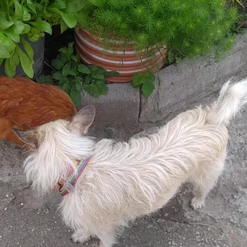 Goldi as a young hen