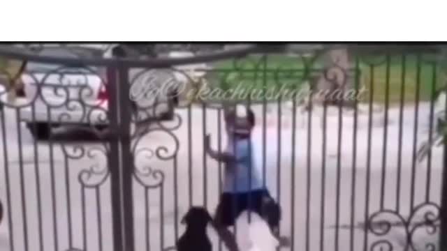 Dog funny video 😂😂😂
