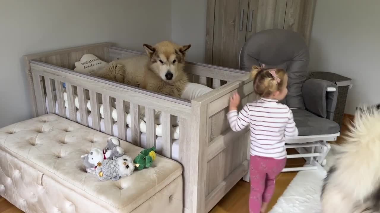 Adorable Baby Girls Puts Her Dog To Bed Even Reads Him A Story!