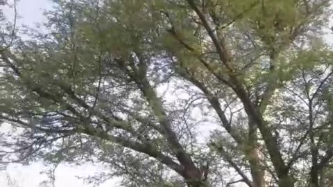 Kashmir