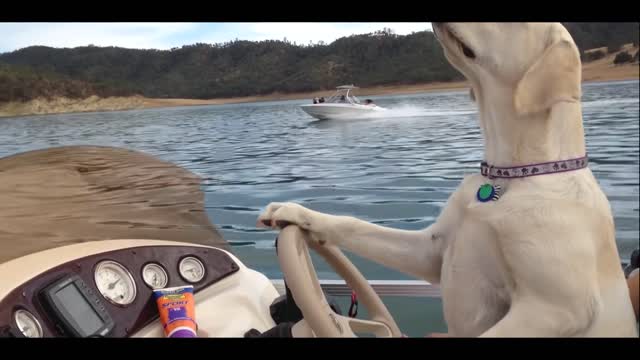 The dog is driving the boat